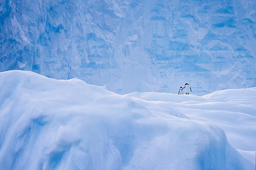 Two Penguins Icy Landscape Art Print