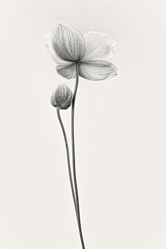 Graceful Bloom and Bud Art Print