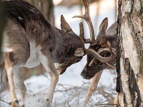 Deer Fighting in Winter Art Print by Timar Zoltan