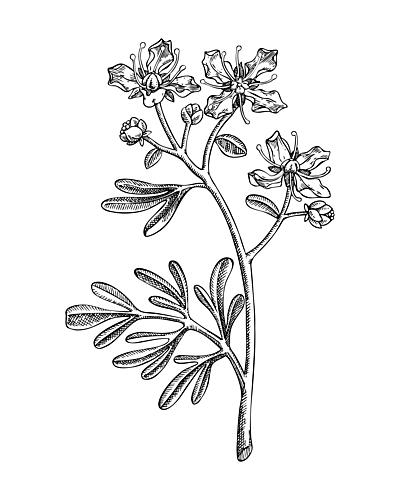 Classic Botanical Flower Art Print by Yevheniia Lytvynovych