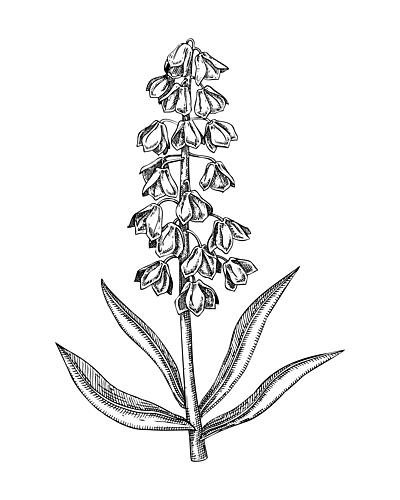 Elegant Botanical Bloom Art Print by Yevheniia Lytvynovych