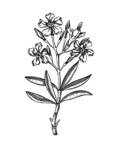 Oleander Botanical Drawing Art Print