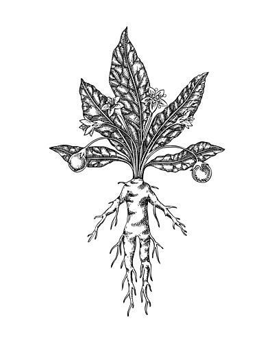 Enchanted Mandrake Root Art Print by Yevheniia Lytvynovych