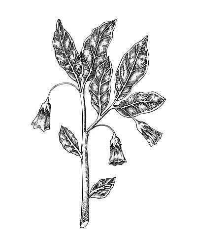 Botanical Bell Flowers Art Print by Yevheniia Lytvynovych