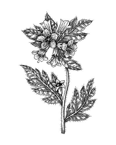 Spiky Bellflower Botanical Drawing Art Print