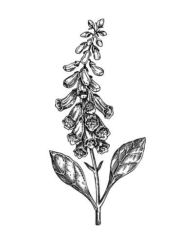 Botanical Foxglove Drawing Art Print by Yevheniia Lytvynovych