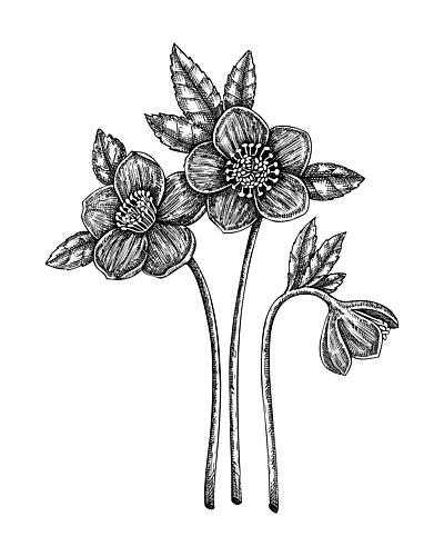 Botanical Line Drawing Art Print by Yevheniia Lytvynovych