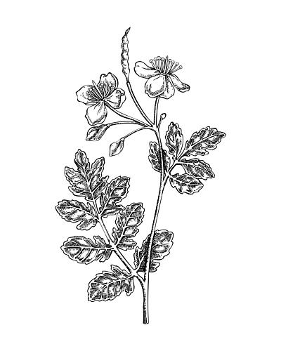 Vintage Botanical Illustration Art Print