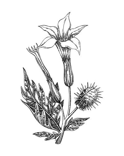 Datura Botanical Study Art Print by Yevheniia Lytvynovych