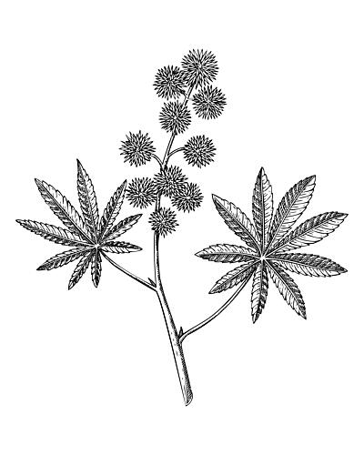 Castor Bean Illustration Art Print by Yevheniia Lytvynovych