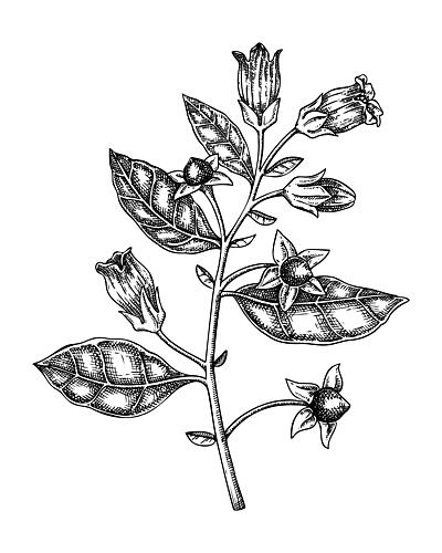 Vintage Botanical Study Art Print