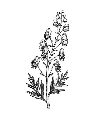 Wild Bellflower Drawing Art Print