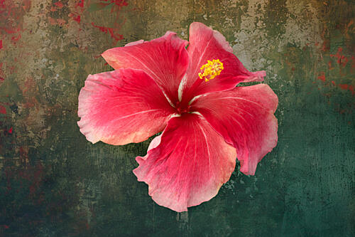 Tropical Hibiscus Bloom Art Print