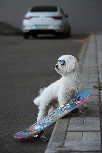 Skate Dog with Shades Art Print by Andrii Kazun