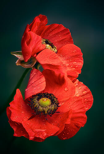 Dew Kissed Poppies Art Print