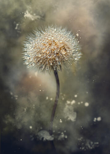 Dandelion Dew Drops Art Print