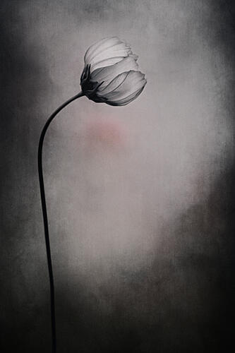 Graceful Cosmos Bloom Art Print