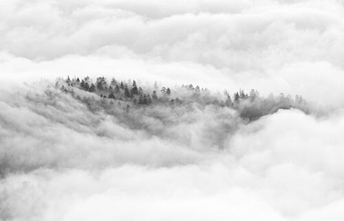 Trees Above Clouds Art Print