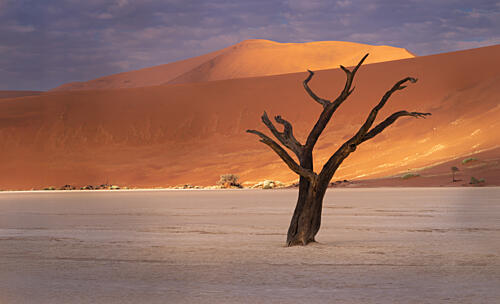 Desert Dunes Dead Tree Art Print