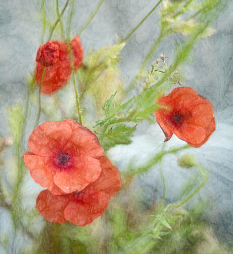 Dreamy Red Poppies Art Print