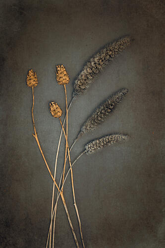 Rustic Dried Botanicals Art Print
