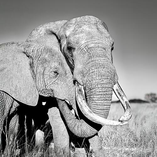 Elephant Family Bond Art Print