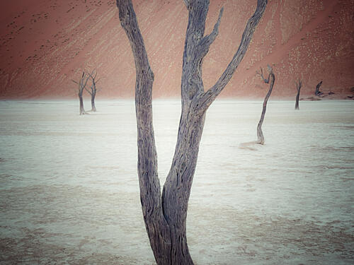 Ancient Desert Trees Art Print