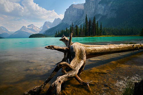 Fallen Tree Mountain Lake Art Print