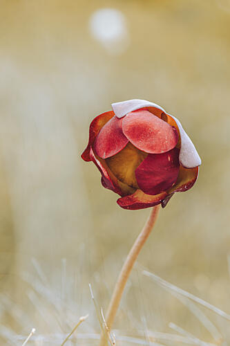 Delicate Red Bloom Art Print