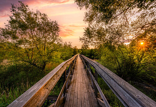 Sunset Forest Path Art Print