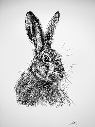 Curious Hare Drawing Art Print