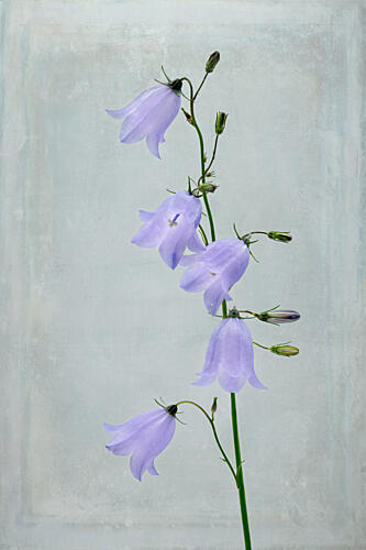Lavender Bellflower Blooms Art Print
