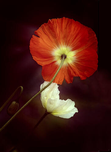 Dramatic Poppy Glow Art Print
