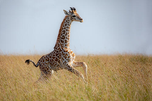 Playful Giraffe Calf Art Print