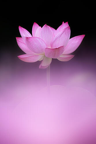Soft Pink Lotus Art Print