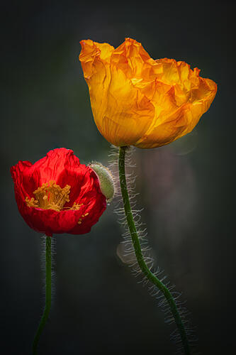 Yellow and Red Poppies Art Print