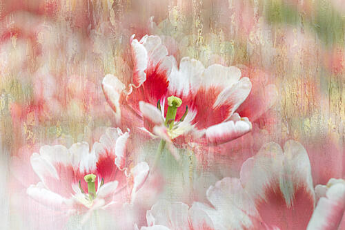 Blushing Tulip Garden Art Print