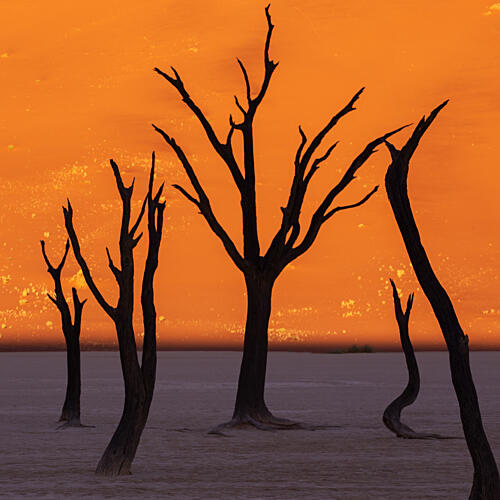 Stark Trees Sunset Art Print