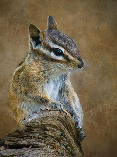 Alert Woodland Chipmunk Art Print by Robert O Endres
