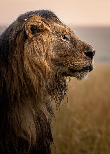Majestic Wet Lion Art Print