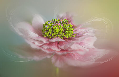 Dreamy Pink Bloom Art Print