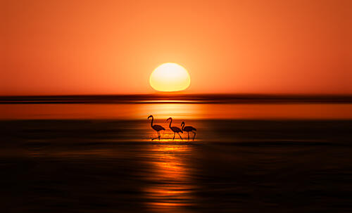 Serene Flamingo Sunset Art Print by Allen Sdca