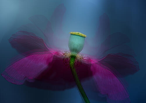 Fuchsia Poppy Dream Art Print