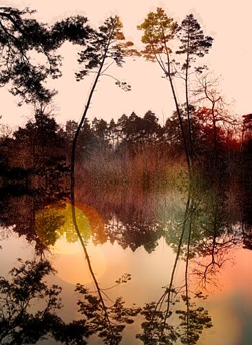 Serene Forest Reflection Art Print