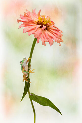Little Frog on Zinnia Art Print