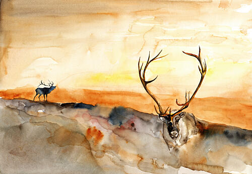 Elk Golden Sunset Art Print