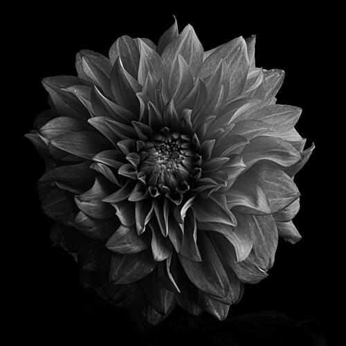 Dramatic Dahlia Flower Art Print