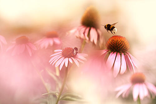 Bumblebees Pink Garden Art Print