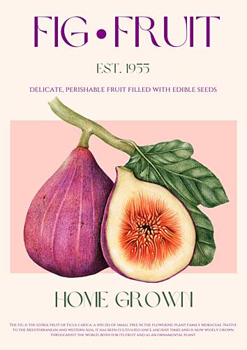 Fresh Fig Botanical Art Art Print
