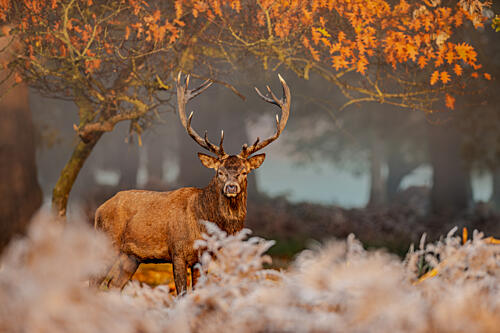 Majestic Red Deer Stag Art Print
